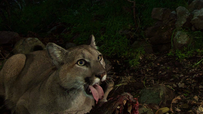Illustration for article titled Oh Hai! Amazing Photos Capture LA's Newest Baby Mountain Lions